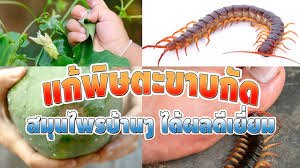 ตะขาบกัดใช้อะไรทา